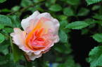 Famy rose photo