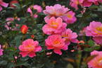 Fanfare rose photo