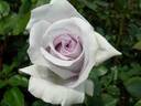 Kiyosumi rose photo