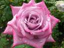 Grand Bleu rose photo