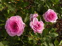 Perfume Perfection rose photo