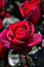 Extase rose photo