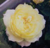 Fresh Lemon rose photo