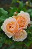 Fuuka rose photo