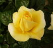Glorious rose photo