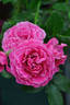 French Can-can rose photo