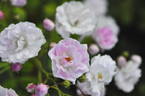 Nanbuzakura rose photo