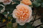 Angelika rose photo