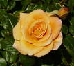 Peacekeeper rose photo
