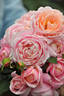 Ana 2014 rose photo
