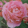 Ihatov no Kaori rose photo