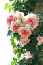 Amie Romantica rose photo
