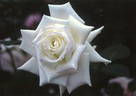 Canadian White Star ® rose photo