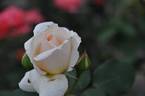 Grand Mogul rose photo
