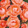Lady Marmalade rose photo