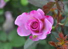 L'Espoir rose photo