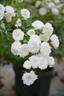 Cometa rose photo