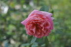 Miss Lolita Armour rose photo