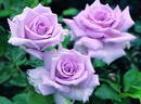 Bara no Umi rose photo