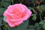 Salmon Gaujard rose photo