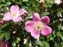 <i>Rosa serafinii</i> H.Christ rose photo