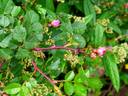 <i>Rosa serafinii</i> H.Christ rose photo