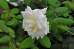 Molly Sharman-Crawford rose photo