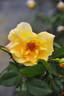 Ambassador Nogami rose photo