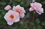 Kitty's Rose rose photo