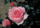 Horatio Nelson rose photo