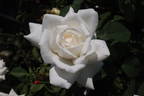 La Chouette Blanche rose photo