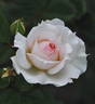Monique Darve rose photo