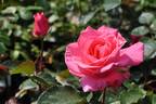 Hoh-Jun rose photo