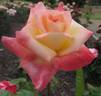 Rae Dungan rose photo
