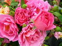 Génération Jardins rose photo