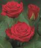 Koramasti rose photo