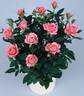 KORnilsca rose photo