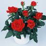 KORpolare rose photo