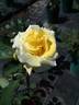 Spanish Sun rose photo