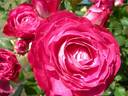 Chi Dan Hong Xin rose photo