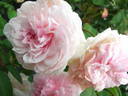 Fun Jwan Lo rose photo