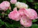Margo's Sister rose photo