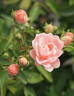 Doris Ryker rose photo