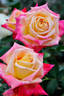 Miramare rose photo