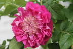 Souvenir de Trélazé rose photo