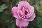 Imaginaire Parfumée ® rose photo