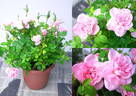 Miss Peach-hime rose photo