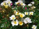 Fairy Wings rose photo