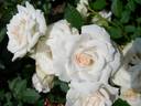 Yosooi rose photo