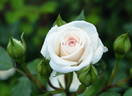 My Sister rose photo